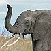 BucketList + Touch A Real Elephant = ✓