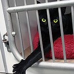 BucketList + Volunteer At An Animal Shelter = ✓