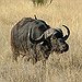 BucketList + Go On A Wild Animal ... = ✓