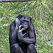 BucketList + Hold A Chimpanzee. = ✓