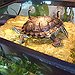 BucketList + Get A Turtle And Name ... = ✓
