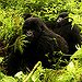 BucketList + See Wild Apes = ✓