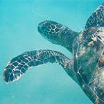 BucketList + Snorkel In Hawaii = ✓