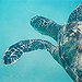 BucketList + Snorkel In Hawaii = ✓