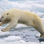 BucketList + Polar Bear Safari In Churchill, ... = ✓