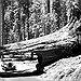BucketList + Visit Sequoia National Park In ... = ✓