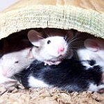 BucketList + Raise And Breed Mice = ✓