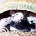 BucketList + Raise And Breed Mice = ✓