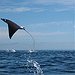BucketList + See A Stringray Irl = ✓
