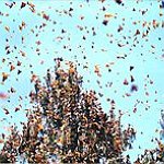 BucketList + See The Monarch Butterfly Migration = ✓
