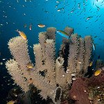 BucketList + Scuba Dive At The Great ... = ✓