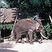 BucketList + Interact With Elephants = ✓