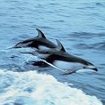 BucketList + Swim With The Dolphins = ✓
