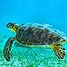 BucketList + See Turtles In The Wild = ✓