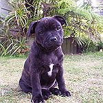 BucketList + Get A Puppy = ✓