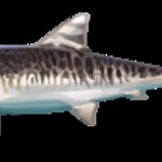 BucketList + Catch A Fish Heavier Than ... = ✓