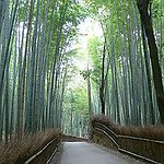 BucketList + See The Bamboo Forest In ... = ✓