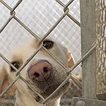 BucketList + Adopt A Dog From An ... = ✓