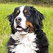 BucketList + Get A Bernese Mountain Dog ... = ✓