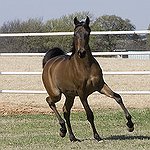 BucketList + Train A Champion Endurance Horse = ✓