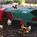 BucketList + Keep Chickens = ✓