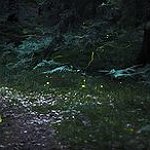 BucketList + See Fireflies In America = ✓