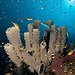 BucketList + Scuba Dive At The Great ... = ✓