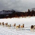 BucketList + Go Dog Sledding On A ... = ✓