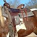 BucketList + Go Horseback Riding On The ... = ✓