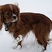 BucketList + Have A Ruby Cavalier King ... = ✓
