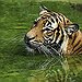 BucketList + Pet A Tiger = ✓