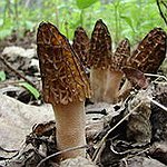 BucketList + Hunt For Wild Mushrooms = ✓