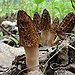 BucketList + Hunt For Wild Mushrooms = ✓