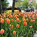 BucketList + Visit Holland, Michigan = ✓