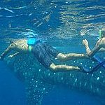 BucketList + Snorkel With A Whale Shark = ✓