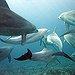BucketList + Swim With Dolphins = ✓