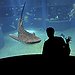 BucketList + Swim With Whale Sharks = ✓