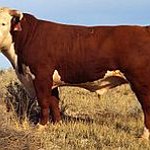 BucketList + Muster Cows In Northern Territory ... = ✓