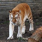BucketList + Hug A Lion Or Tiger = ✓