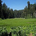 BucketList + Visit Sequoia National Park = ✓