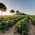 BucketList + Go Strawberry Picking = ✓