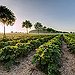 BucketList + Go Strawberry Picking = ✓