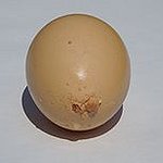 BucketList + Egg Someone's House = ✓