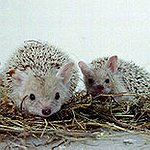 BucketList + Have A Hedge Hog As ... = ✓