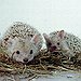 BucketList + Have A Hedge Hog As ... = ✓