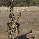 BucketList + Get A Mini Giraffe = ✓