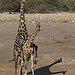 BucketList + Get A Mini Giraffe = ✓