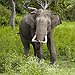 BucketList + Visit An Elephant Sanctuary = ✓