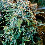 BucketList + Get High On Weed = ✓