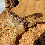 BucketList + Eat A Scorpion = ✓